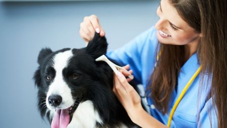 Gebze, Tuzla ve Şekerpınar Veteriner Klinikleri